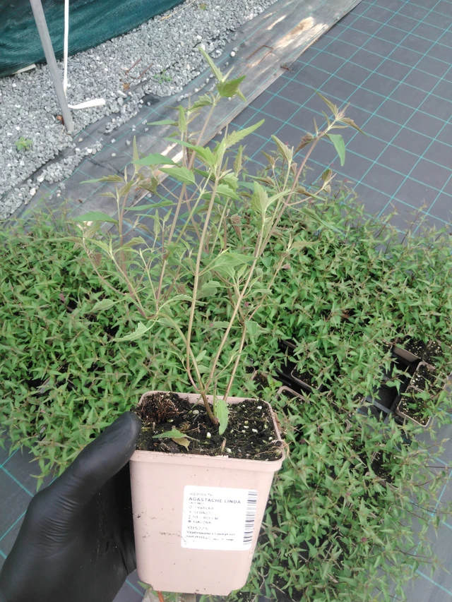 Iisoppi Linda - 2024