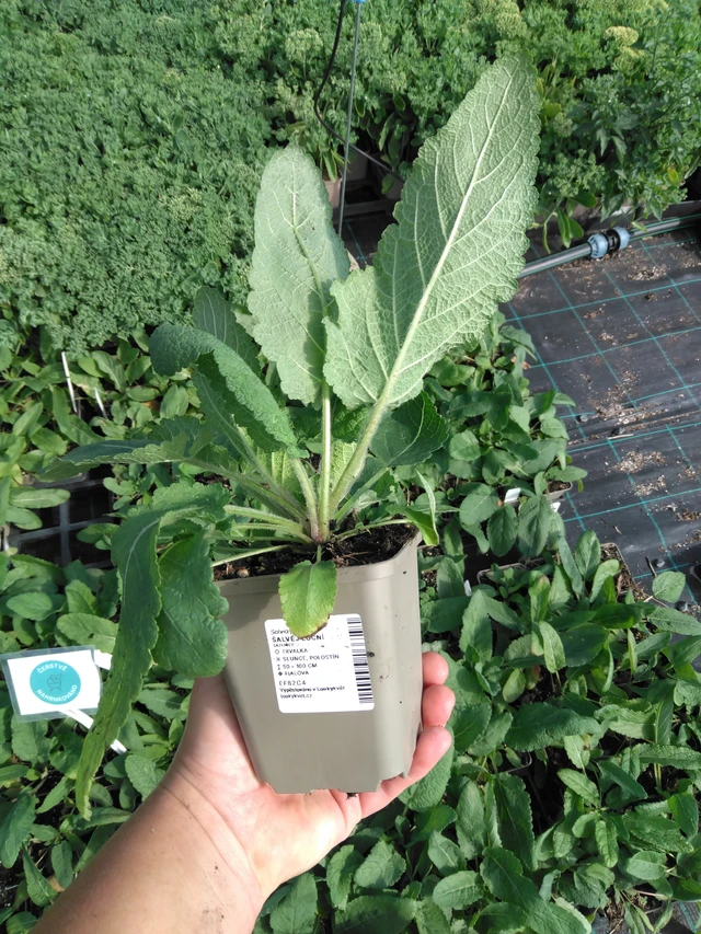 Niitty-salvia - 2024