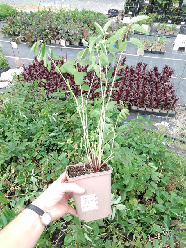 Veriruusuke Pieters - 2024