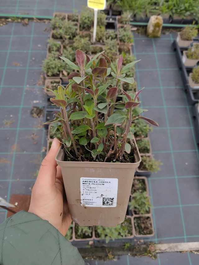 Americká horská máta Pilosum - 21. 4. 2026