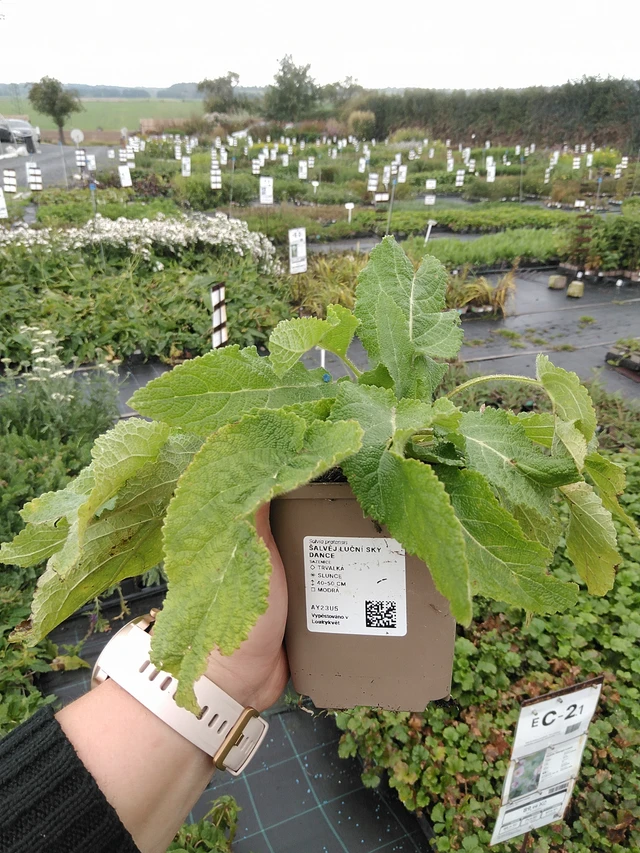 Niittyvirna Sky Dance - 8. 10. 2025