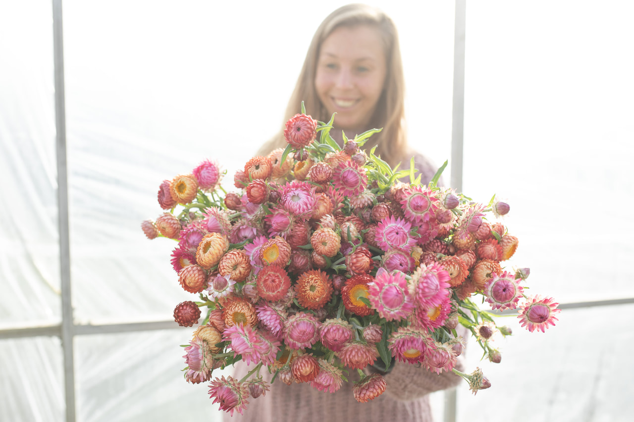 Slaměnka Peach Blossom Mix, Loukykvět