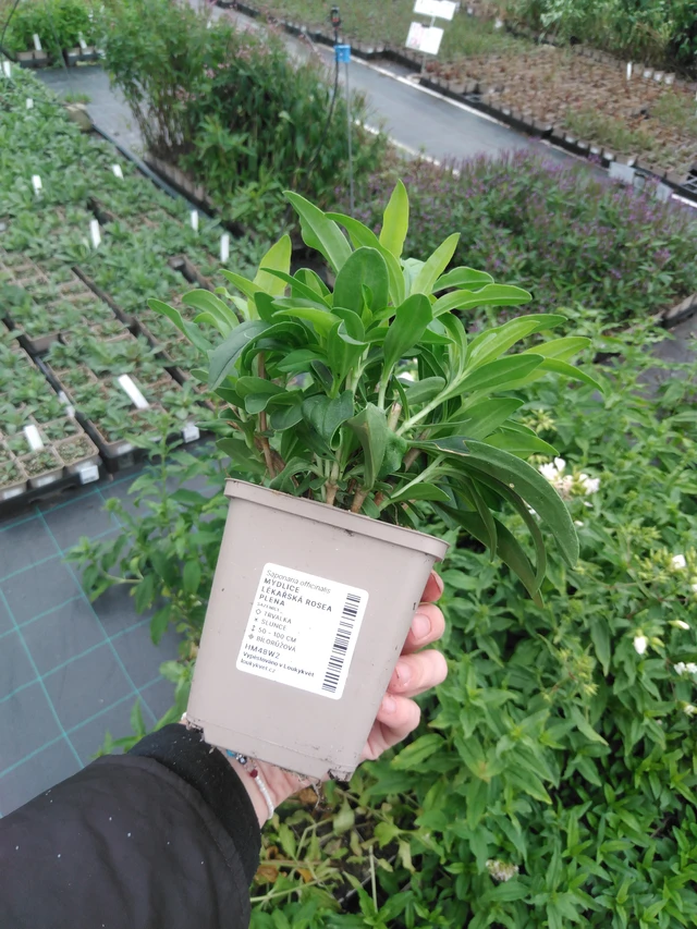 Saponaria officinalis Rosea Plena - 2024