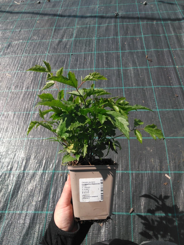 Clematis Praecox - 13. 5. 2025
