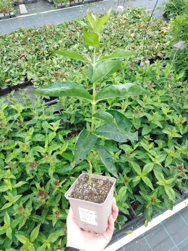 Flox Sternhimmel - 2024