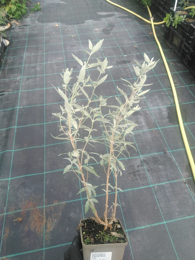 Perovskia Sterling Silver - 10. 9. 2025