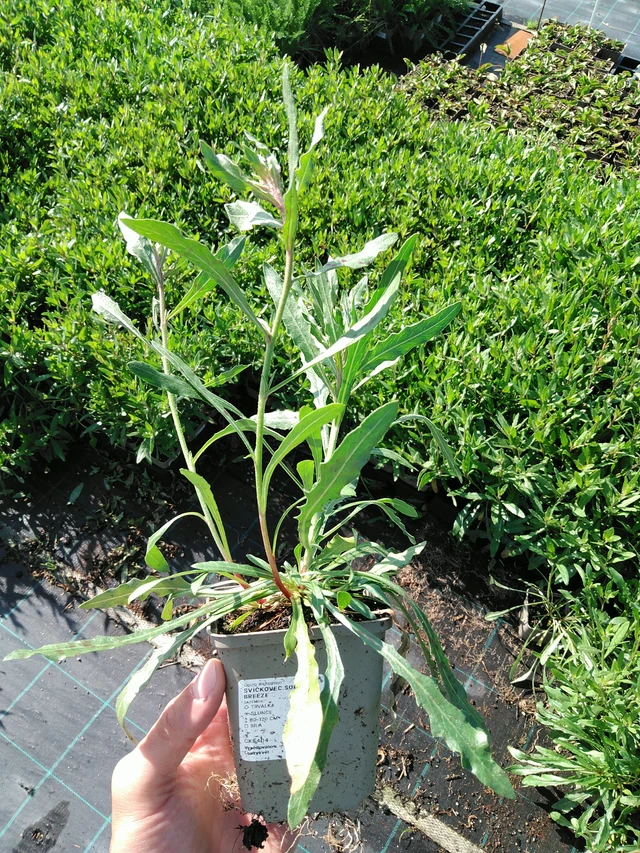 Kiiltomalva Summer Breeze - 24. 6. 2025