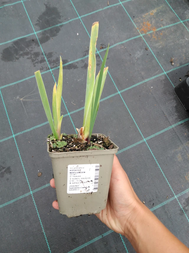 Lirio Nibelungen - 10. 9. 2025