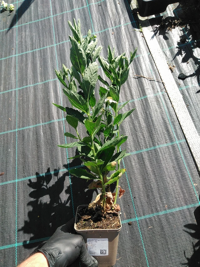 Aster ageratoides Starshine - 19. 8. 2025