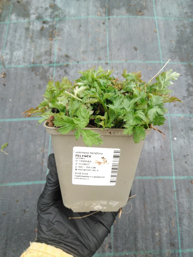 Pelyněk - 1. 4. 2026