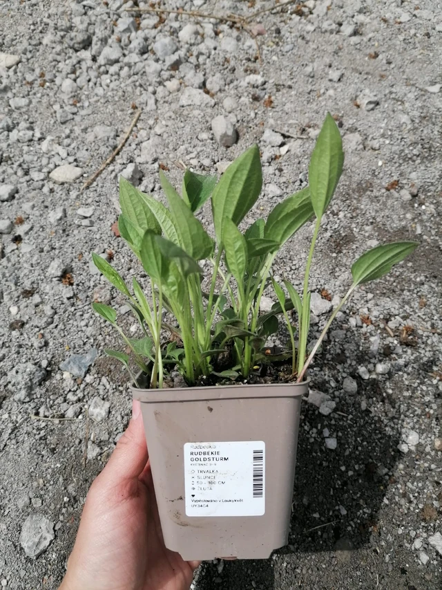 Rudbeckia Goldsturm - 2024