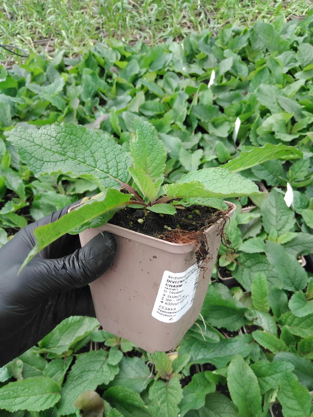 Verbasco Southern Charm - 2024