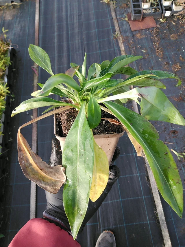 Stokkesia Peachie's Pick - 31. 10. 2025