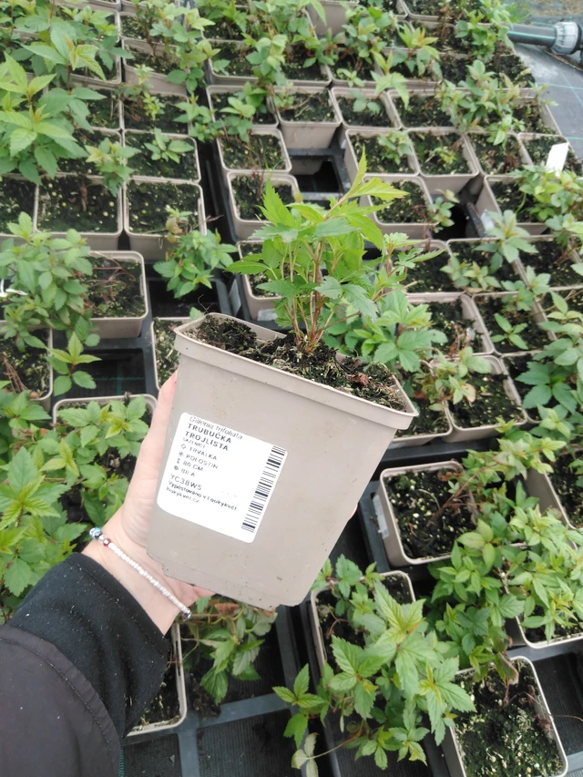 Trubučka trojlistá - 2024