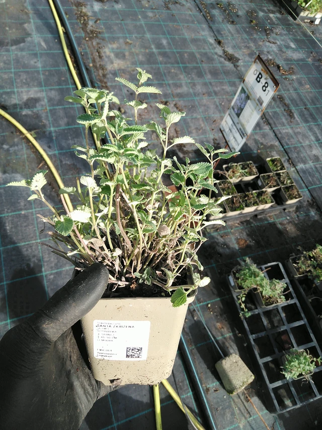 Šanta zkřížená  - 31. 10. 2025