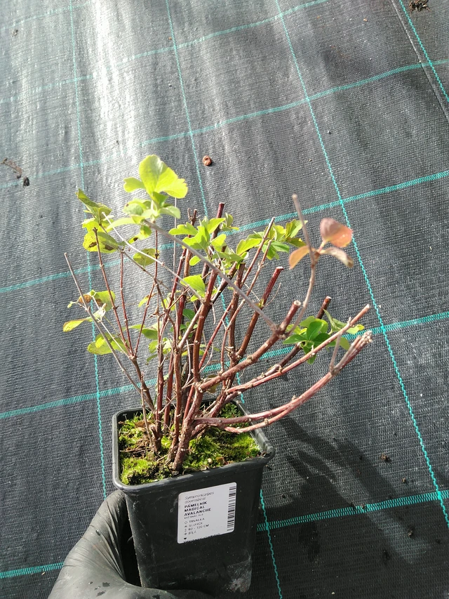 Snowberry Magical Avalanche - 31. 10. 2025