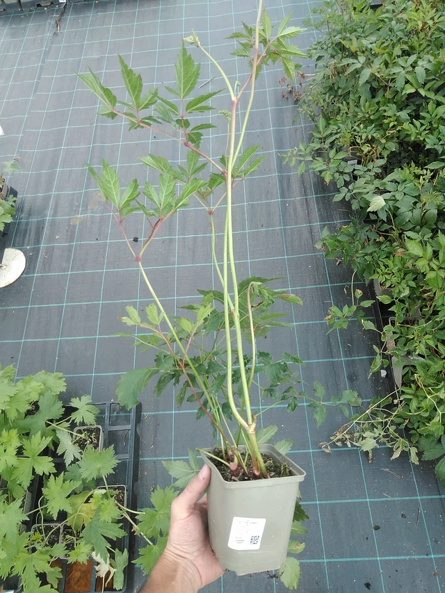 Astilbe Diamant - 24. 6. 2025