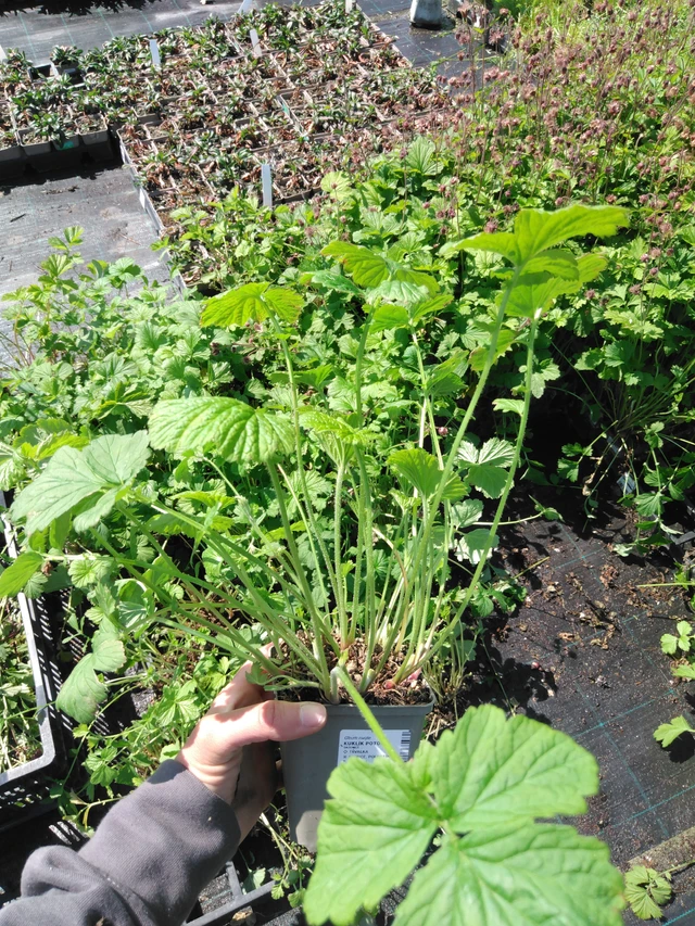 Geum rivale - 13. 5. 2025