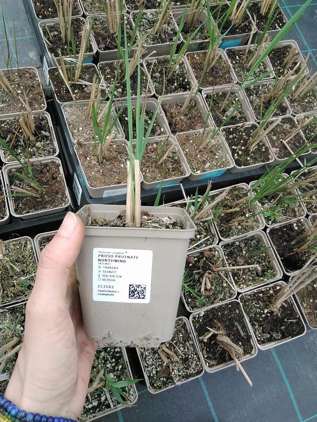 Mijo panicular Northwind - 9. 6. 2025