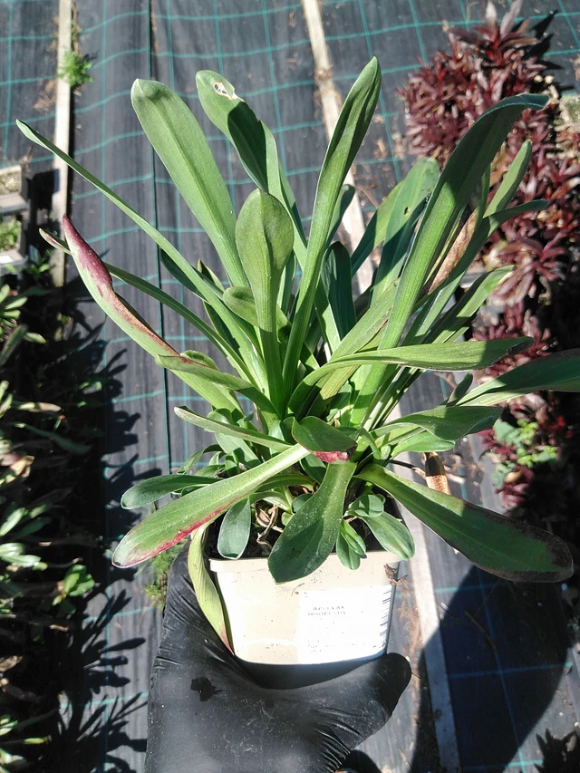 Helenium hoopesii - 19. 8. 2025