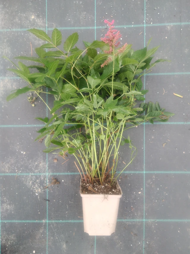 Astilbe Paul Gaarder - 2024