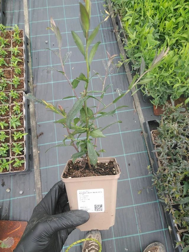 Asteri Lady in Black - 4. 8. 2025