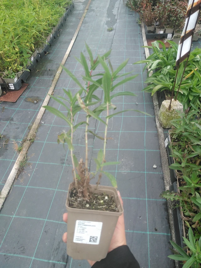 Aster Septemberrubin - 10. 10. 2025