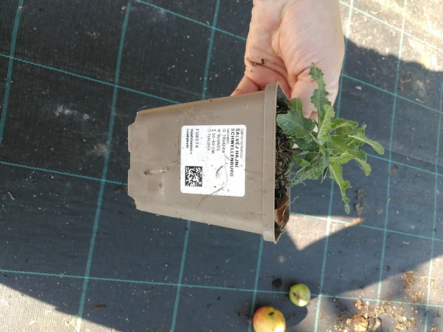 Šalvěj hajní Schwellenburg - 19. 8. 2025