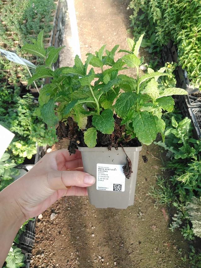 Máta Kentucky Colonel - 19. 8. 2025