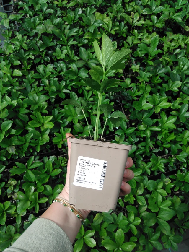 Eléboro Double Ellen Purple - 2024