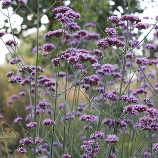 Verbena Finesse, Loukykvět
