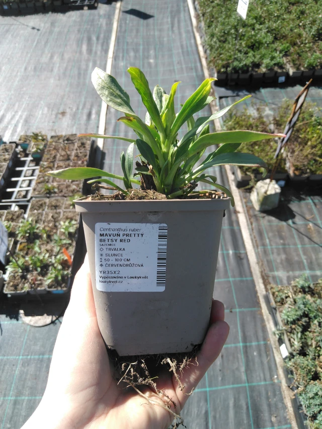 Gypsophila Pretty Betsy Red - 3. 4. 2025