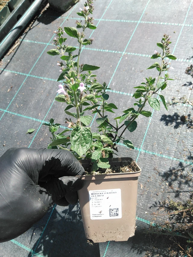 Tarhamari Lila Riese - 19. 8. 2025