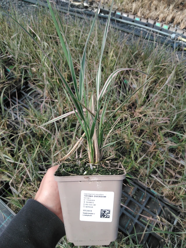 Třtina Overdam - 13. 5. 2025