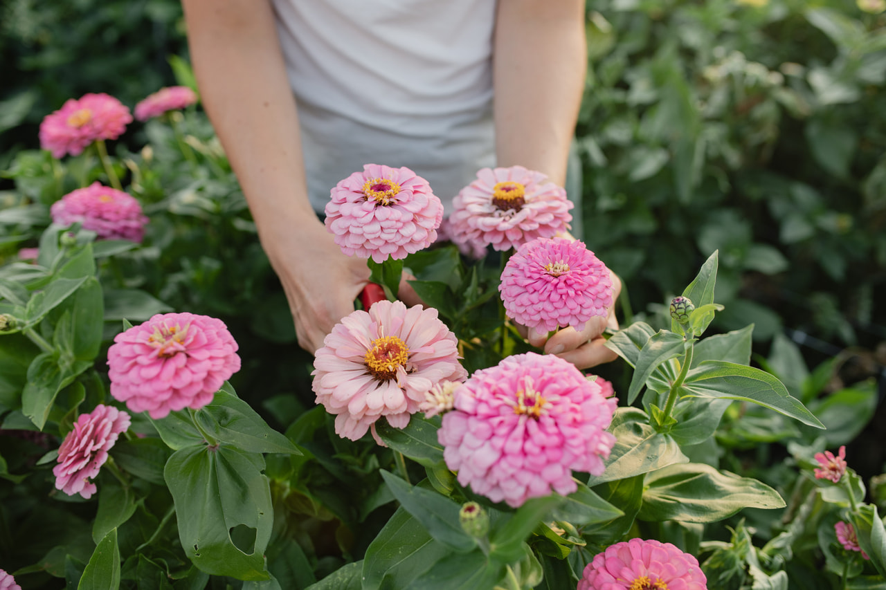 Cínie Benary’s Giant Bright Pink, Loukykvět