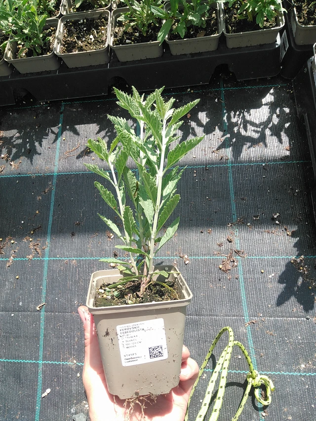 Perovskie lebedolistá - 24. 6. 2025