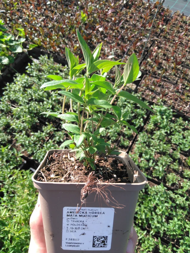 Menta de montaña americana Muticum - 20. 6. 2025