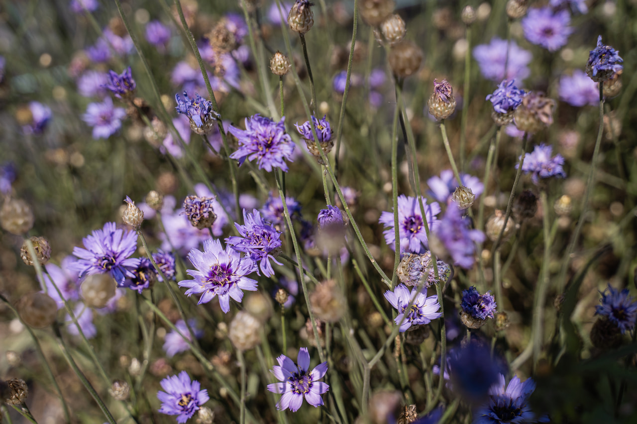 Giftbeere, Loukykvět