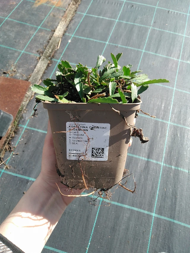 Margaréta Christine Hagemann - 7. 4. 2026