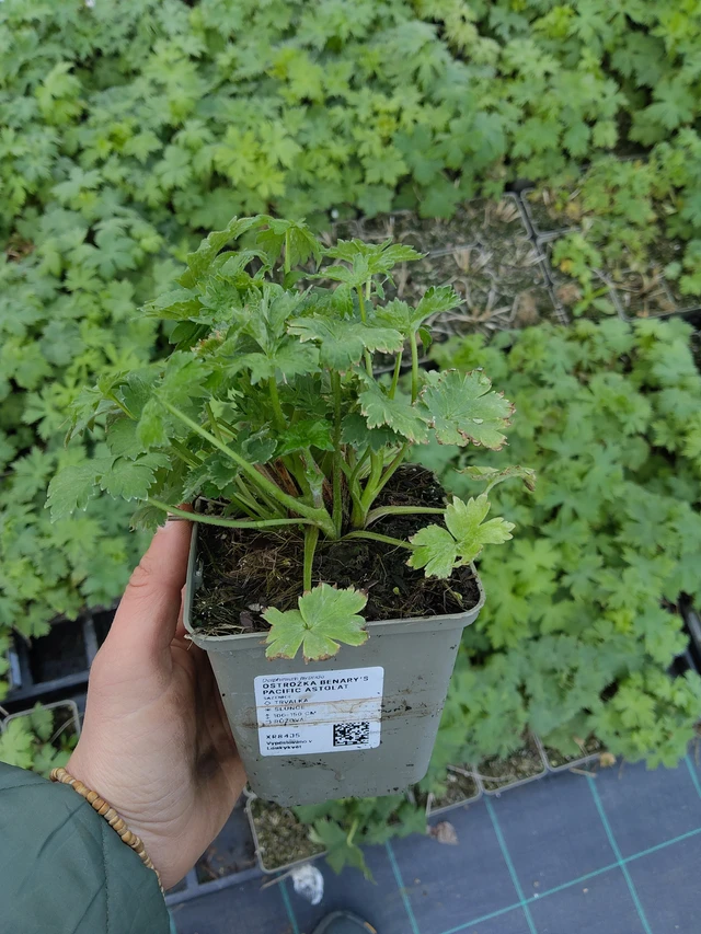 Kukekannus Benary’s Pacific Astolat  - 21. 4. 2026