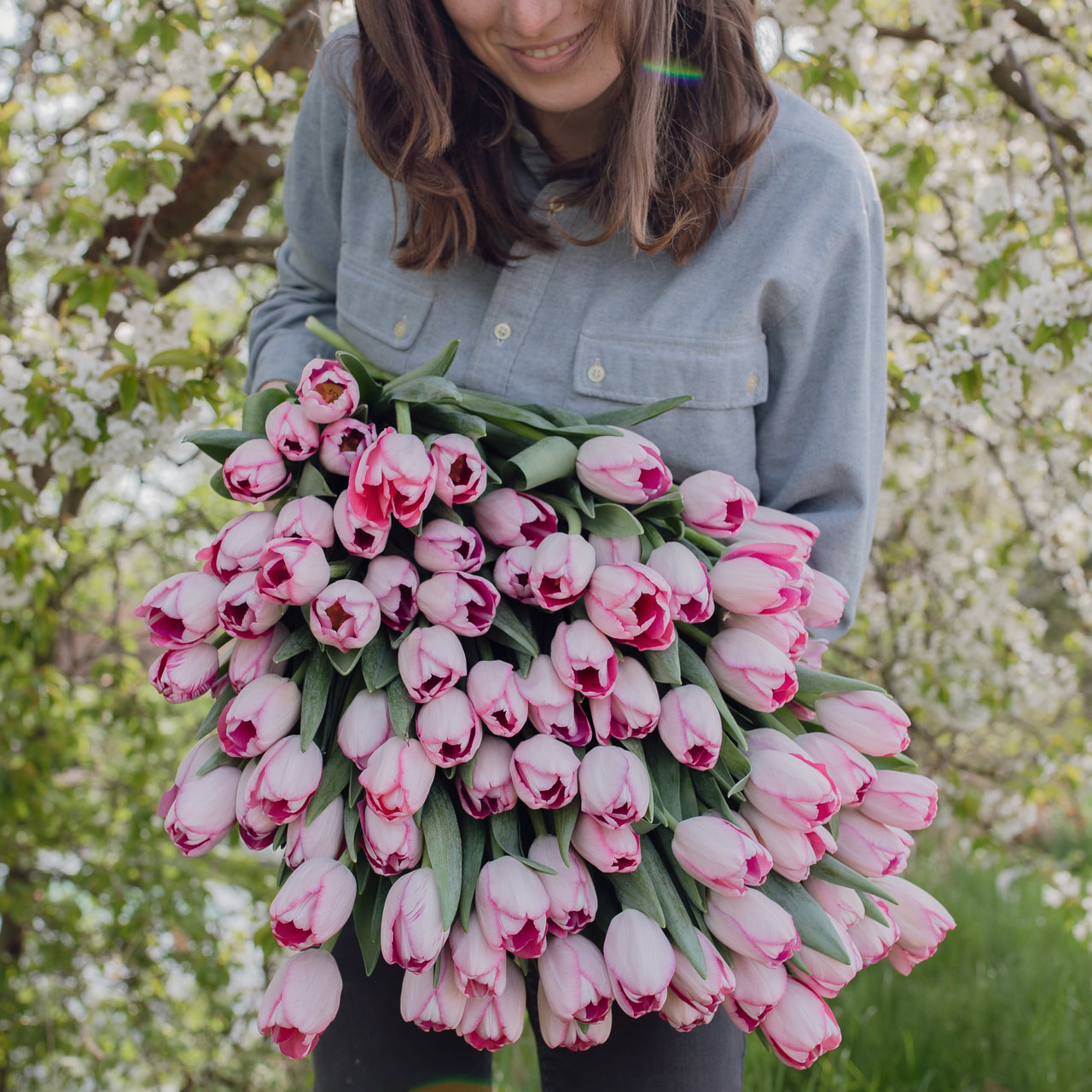 Tulipán Sissi, Loukykvět