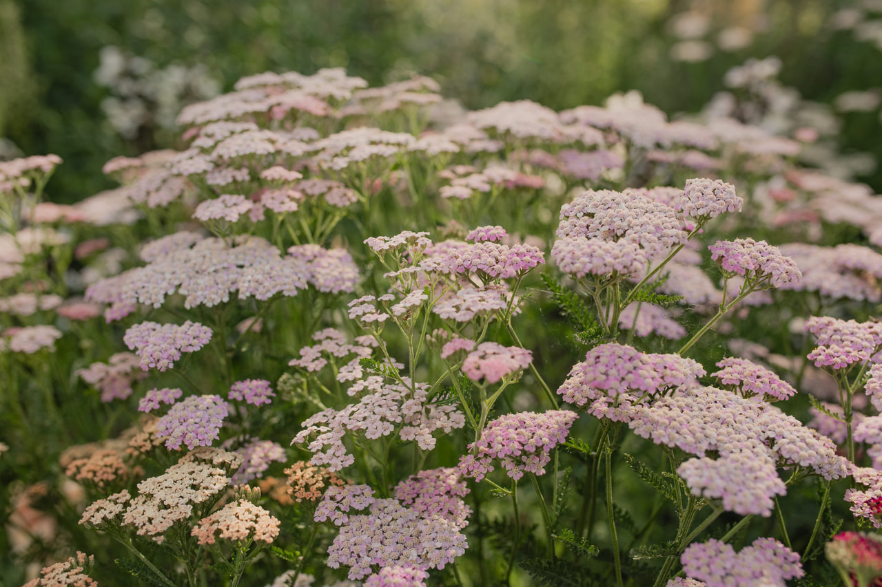 Řebříček Summer Pastels, Loukykvět