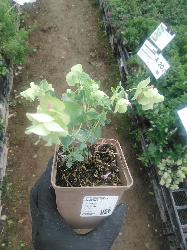 Okrasné oregano Kent Beauty - 10. 9. 2025