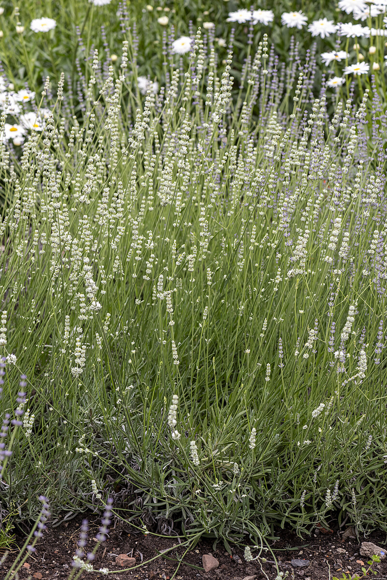 Levandule Alba, Loukykvět