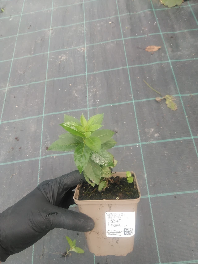 Veronica Adoration - 10. 9. 2025