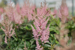 Astilbe Erika, Loukykvět