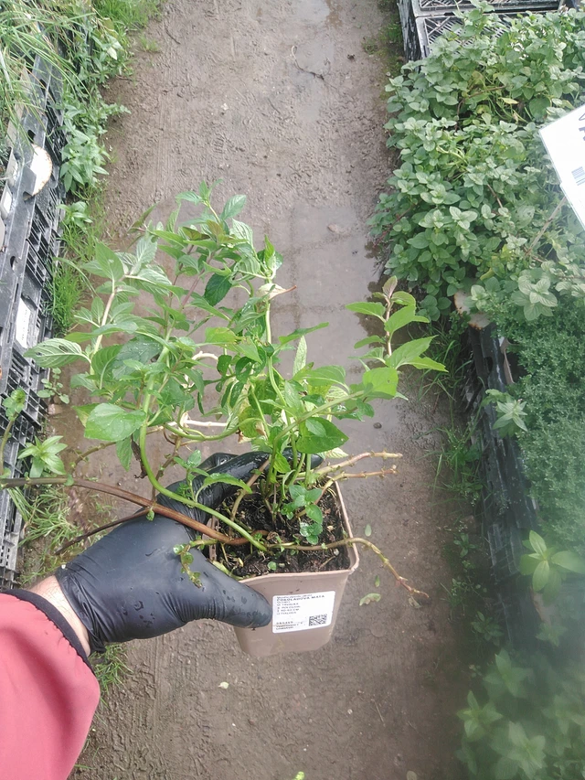 Čokoládová máta - 13. 10. 2025