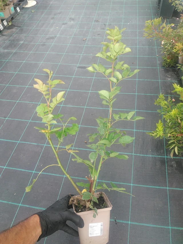 Rose Magical Sunset - 10. 9. 2025