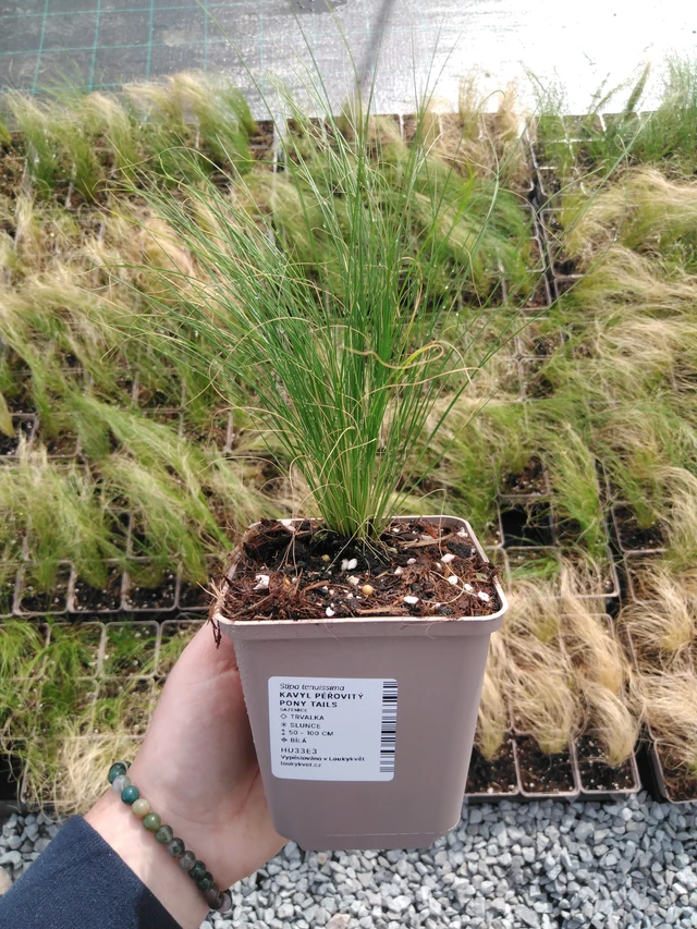 Kavyl péřovitý Pony Tails - 2024