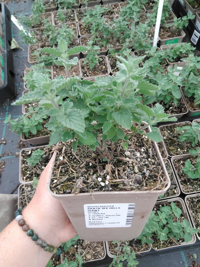 Šanta Six Hills Giant - 2024